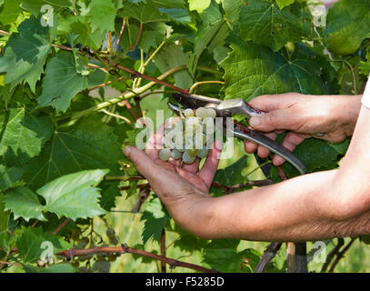 La récolte de raisin blanc femme mains avec émondeur dans le vignoble Banque D'Images