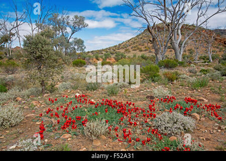 Paysage dans l'arrière-pays australien avec tapis de fleurs rouges spectaculaires de pois du désert de Sturt, Swainsona formosa & gommiers sous ciel bleu Banque D'Images