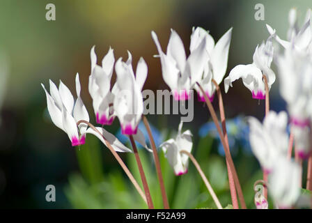 Le cyclamen en fleur fleurs macro close-up Banque D'Images