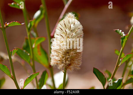 Moelleux à la crème de fleurs et de feuilles vert vert pussytails Ptilotus macrocephalus,, mulla mulla, fleurs sauvages dans l'outback australien Banque D'Images