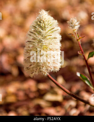 Moelleux à la crème de fleur vert pussytails Ptilotus macrocephalus,, mulla mulla, wildflower dans Australian Outback sur sol rouge contexte Banque D'Images