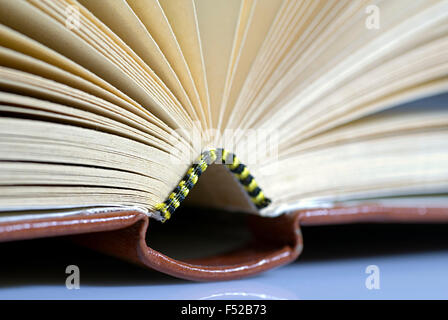 Livre ouvert pages feuilles close-up studio macro Banque D'Images