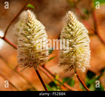 Moelleux à la crème de fleurs vert pussytails Ptilotus macrocephalus,, mulla mulla, fleurs sauvages poussant dans l'outback australien Banque D'Images