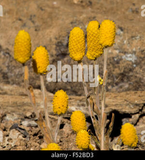 Grappe de fleurs jaune or de Pycnosorus pleiocephalus, Soft Billy Boutons, poussant dans l'arrière-pays australien Banque D'Images