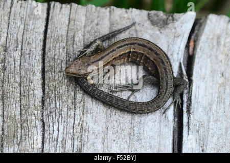 Lézard Banque D'Images