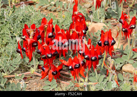 Grande grappe de fleurs rouge vif & feuilles de pois du désert de Sturt Swainsona formosa dans Flinders en Australie outback Banque D'Images