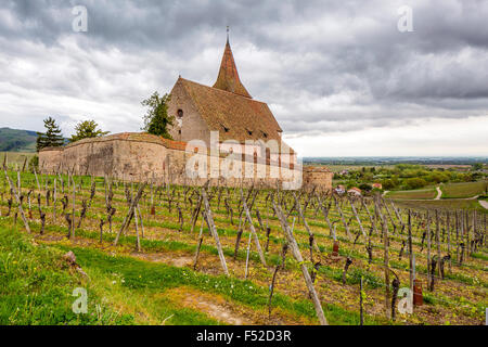 La cité fortifiée Saint-Jacques-le-Majeur et de vignes, Hunawihr, Haut-Rhin, Alsace, France, Europe Banque D'Images