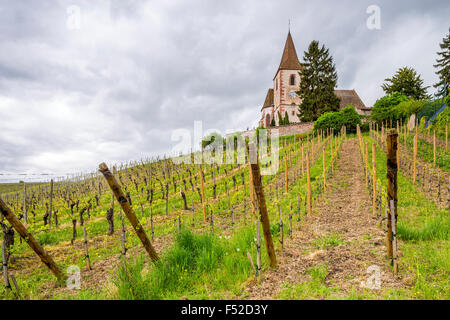 La cité fortifiée Saint-Jacques-le-Majeur et de vignes, Hunawihr, Haut-Rhin, Alsace, France, Europe Banque D'Images