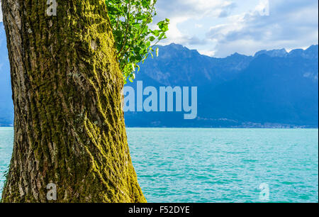 Close-up d'un grand arbre et les Alpes Suisses sur le lac de Genève. Le lac de Genève, Suisse. Banque D'Images