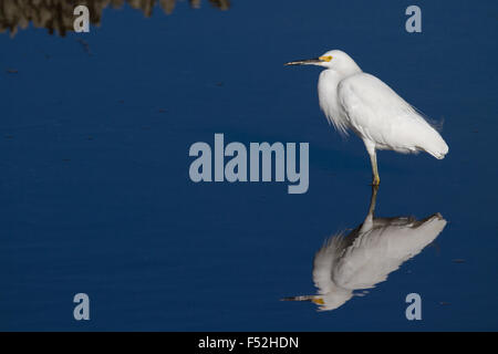 Une aigrette neigeuse reposant dans le marais salé. Banque D'Images