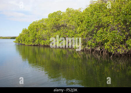 Îles Galapagos forêt de mangroves rouges dans la zone intertidale le long de la côte de Black Turtle Cove, un estuaire sur l'île Santa Cruz. Le mangle de Rhizophora Banque D'Images