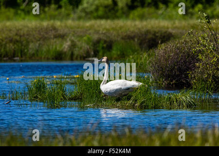 Cygne trompette Banque D'Images