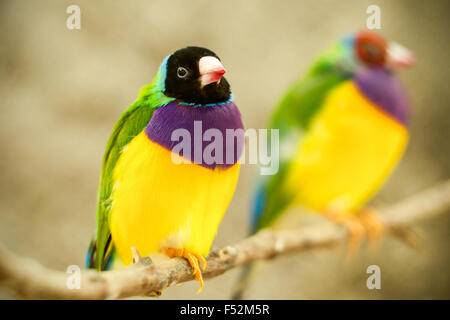 Or mâle Finch assis sur une branche et de se concentrer sur les femmes Banque D'Images