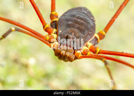 Anciennement Phalangida notes sont d'un ordre d'Arachnides communément appelé Harvestmen Banque D'Images