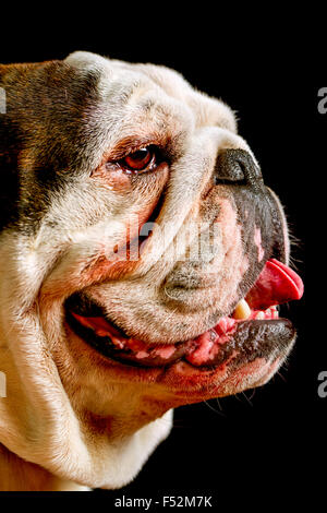 Portrait d'un adulte de Pure Race Bouledogue Anglais Banque D'Images