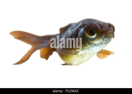 Télescope malades Goldfish Fry, vous pouvez observer le coton champignon derrière son oeil Banque D'Images