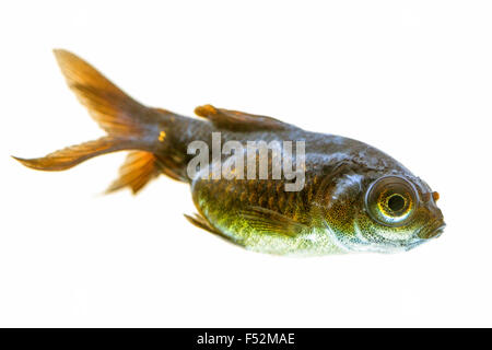 Télescope malades Goldfish Fry, vous pouvez observer le coton champignon derrière son oeil Banque D'Images