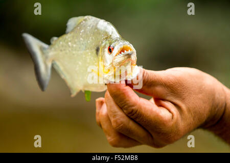 Poisson Piranha agressif avec sa bouche ouverte Banque D'Images