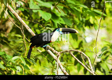 Grand Toucan oiseau abattu à l'état sauvage en Amazonie Banque D'Images