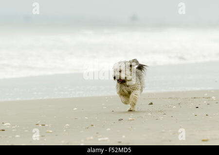 L'énergie très mâle Shih Tzu tourner à pleine vitesse sur la plage Banque D'Images