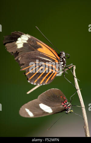 Paire de papillons dans la forêt tropicale équatorienne Banque D'Images