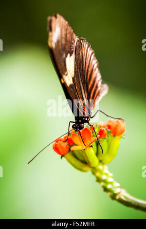 Papillon exotique se nourrissent d'une fleur colorée tourné avec lumières ambiante en forêt amazonienne Banque D'Images