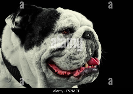 Bulldog Mug Shot Banque D'Images