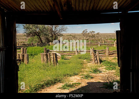 Stock yards fabriqués à partir de pin gris dans l'outback australien, cyprès de paysage après la pluie l'herbe émeraude à l'ancienne gare en Zanci Mungo National Park Banque D'Images