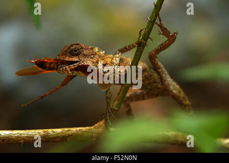 Insecte lézard Banque D'Images