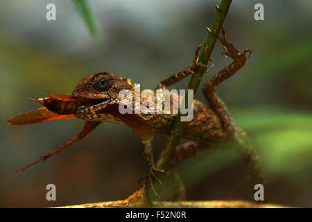 Insecte lézard Banque D'Images