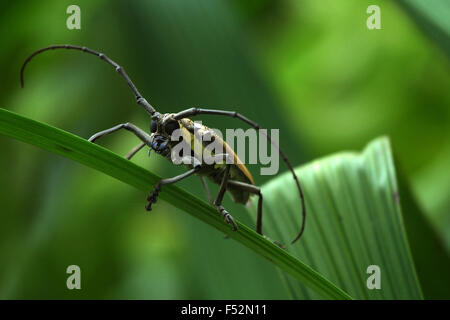 Avec de longues antennes d'insectes Banque D'Images