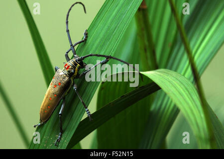 Avec de longues antennes d'insectes Banque D'Images