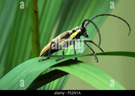 Avec de longues antennes d'insectes Banque D'Images