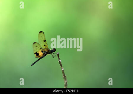 Rhyothemis variegata, commun Photo aile ou Flutterer bigarrée, est noir et jaune dragonfly on twig Banque D'Images