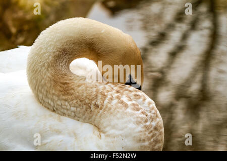 Swan essaie de faire une sieste Close Up Banque D'Images