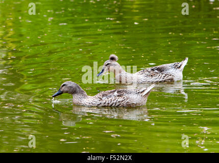 Canards mâles et femelles sur le lac Banque D'Images