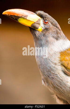 Le Gris Breasted Mountain Toucan Andigena Hypoglauca est une espèce de passereau de la famille corvidés c'est trouvé dans la forêt des hautes terres humides dans l'ande Banque D'Images