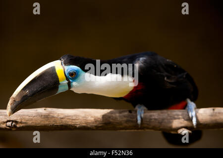 Un gros oiseau noir 55 cm avec une gorge blanche et un gros projet de loi rouge avec une bordure jaune Il est également appelé Toucan à gorge blanche Banque D'Images