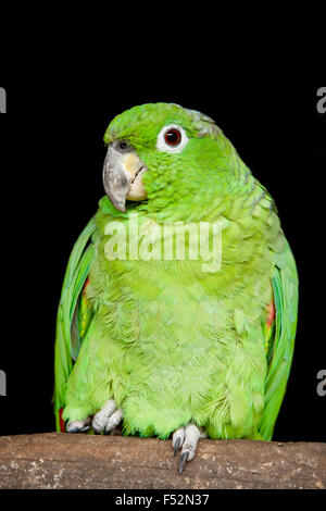 Petit perroquet vert Amazonie équatorienne Banque D'Images