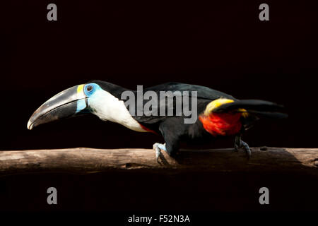 Un gros oiseau noir 55 cm avec une gorge blanche et un gros projet de loi rouge avec une bordure jaune Il est également appelé Toucan à gorge blanche Banque D'Images