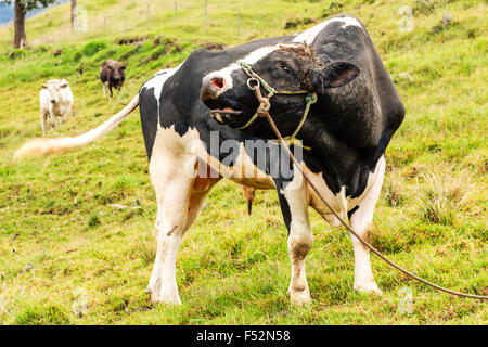 Grande gamme de taureau Holstein Banque D'Images