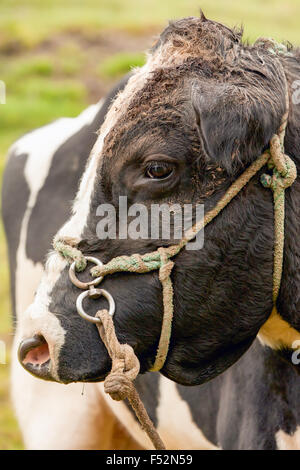 Tête de taureau Holstein Close Up avec profondeur de champ Banque D'Images