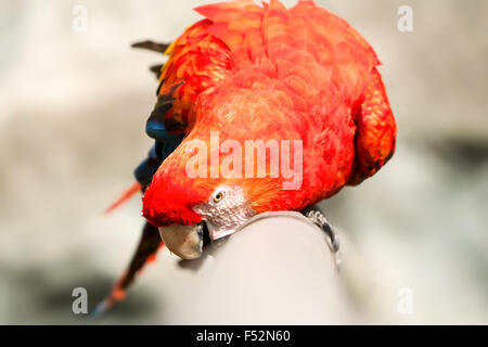 L'ara rouge est un grand perroquet coloré il est originaire de forêts sempervirentes humides dans le Nord tropiques étendent du sud-est de l'Extrem Mex Banque D'Images