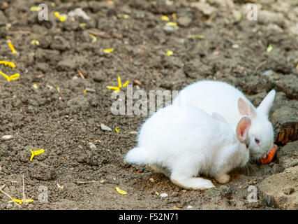 Paire de lapin angora blanc sur le terrain Banque D'Images