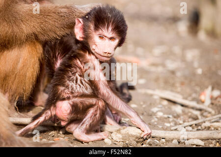 Un jeune singe à la fourrure foncée et au visage rosé est assis sur un sol sale, son corps partiellement couvert de fourrure clairsemée révélant une peau rose. Le singe nourrisson est positionné près d'un singe adulte, dont le brun Banque D'Images