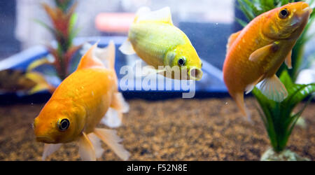 Les petits poissons colorés nager dans un petit aquarium Banque D'Images