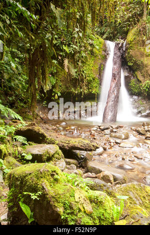 Petite Cascade dans Mindo Equateur complexes Banque D'Images