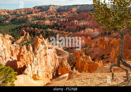 Vue depuis près de Sunset Point, Bryce Canyon, Utah, USA Banque D'Images