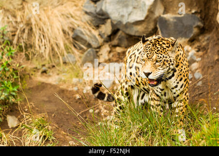 Grand mâle Jaguar Shoot à l'état sauvage de l'Amazonie équatorienne Banque D'Images