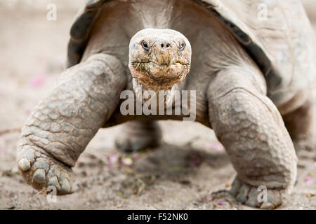 Tortue géante des Galapagos est la plus grande espèce vivante de tortue atteignant plus de 400 kilogrammes de poids et longueurs de 18 mètres, il est parmi les Lo Banque D'Images